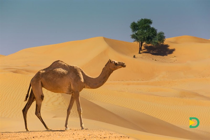 Cum sa te imbraci si ce sa pui în bagaj pentru o excursie in desertul din Hurghada?